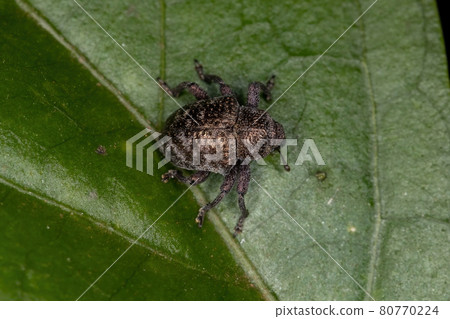Adult true Weevil 80770224