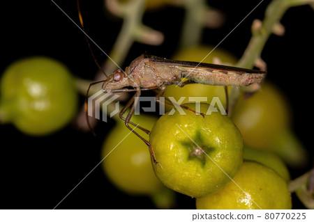 Adult Broad-headed Bug Adult Broad-headed Bug 80770225