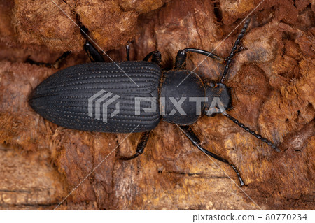 Adult Darkling Beetle 80770234