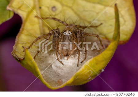 Adult Female Striped Lynx Spider 80770240