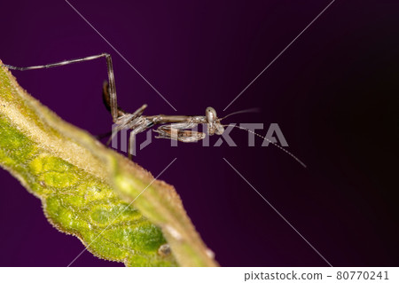 Small Mantid Nymph 80770241