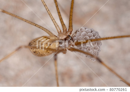 Adult Female Cellar Spider Adult Female Cellar Spider 80770261