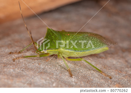 Adult Stink Bug Adult Stink Bug 80770262
