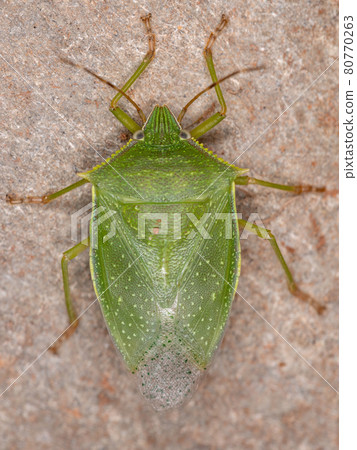 Adult Stink Bug Adult Stink Bug 80770263