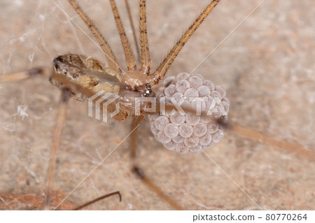 Adult Female Cellar Spider Adult Female Cellar Spider 80770264