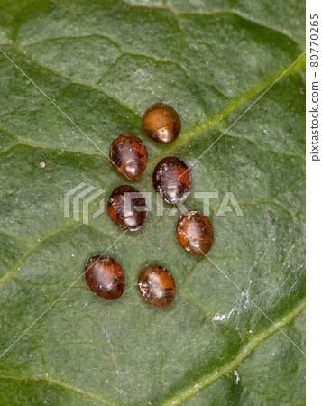 Leaf-footed Bugs Eggs Leaf-footed Bugs Eggs 80770265