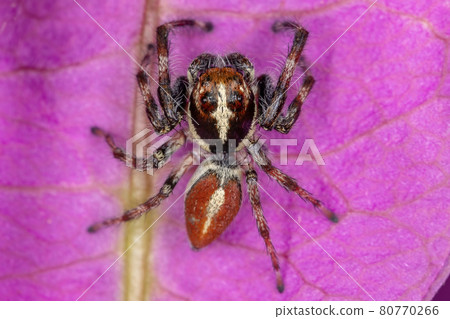 Adult Male Jumping Spider 80770266