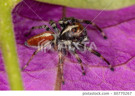 Adult Male Jumping Spider 80770267