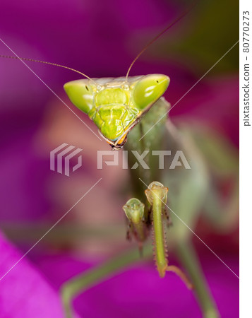 Adult Female Mantid of the Genus Oxyopsis on a pink flower Adult Female Mantid of the Genus Oxyopsis on a pink flower 80770273
