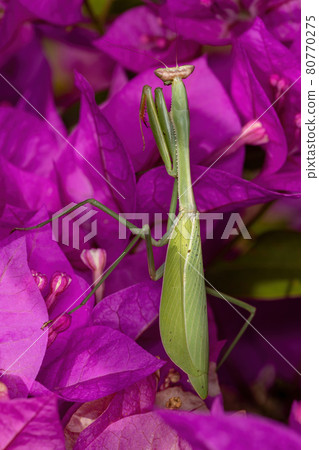Adult Female Mantid of the Genus Oxyopsis on a pink flower 80770275