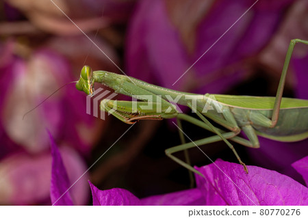 Adult Female Mantid of the Genus Oxyopsis on a pink flower 80770276