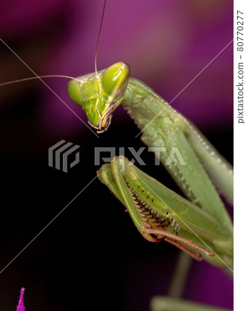 Adult Female Mantid of the Genus Oxyopsis on a pink flower 80770277