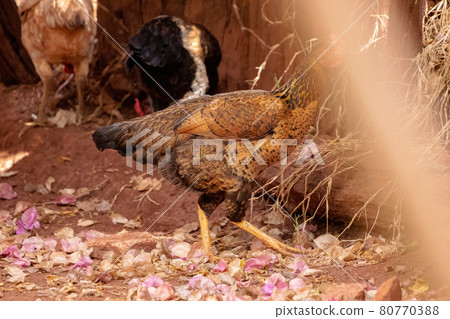 domestic animal chicken 80770388
