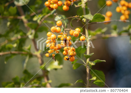Skyflower Yellow Fruits Skyflower Yellow Fruits 80770404