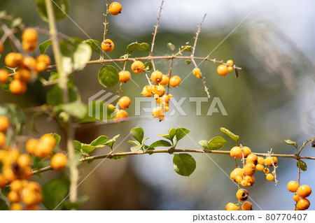 Skyflower Yellow Fruits Skyflower Yellow Fruits 80770407
