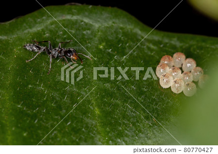 Adult Twig Ant stirring in bug eggs 80770427