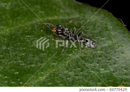 Adult Twig Ant 80770429