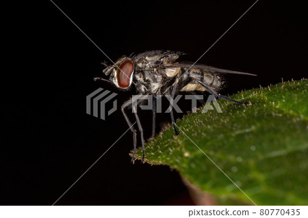 Adult House Fly 80770435