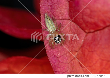 Small Jumping Spider Small Jumping Spider 80770439