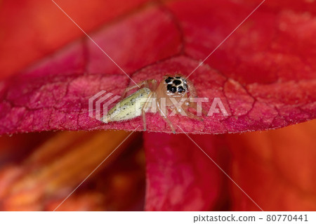 Small Jumping Spider Small Jumping Spider 80770441
