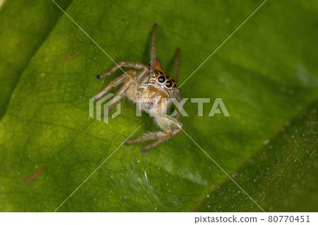 Adult Female Jumping Spider Adult Female Jumping Spider 80770451