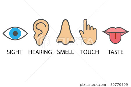 Human senses icon. Vector illustration, flat design. Human senses icon. Vector illustration, flat design. 80770599