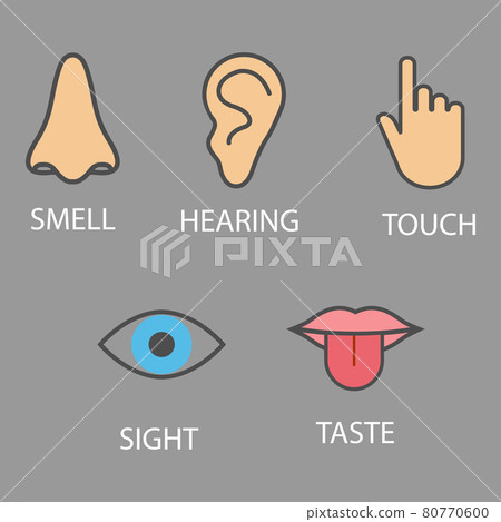 Human senses icon. Vector illustration, flat design. 80770600