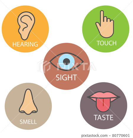 Human senses icon. Vector illustration, flat design. Human senses icon. Vector illustration, flat design. 80770601