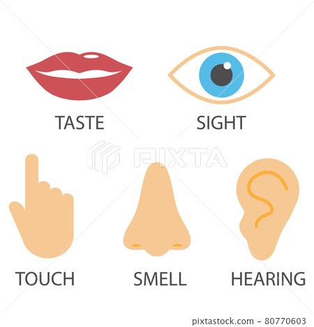 Human senses icon. Vector illustration, flat design. Human senses icon. Vector illustration, flat design. 80770603