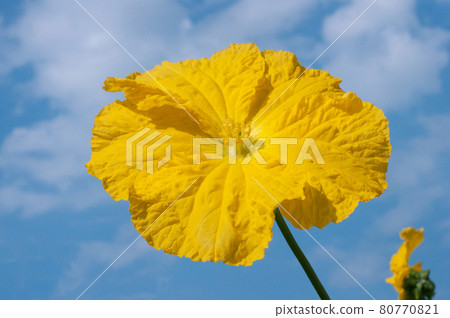 Male flower of loofah blooming against the blue sky 80770821