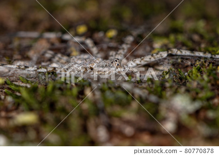 Adult Longspinneret Spider Adult Longspinneret Spider 80770878