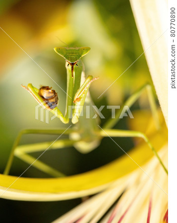 Mantid Nymph preying on a Western Honey Bee 80770890