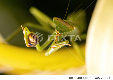 Mantid Nymph preying on a Western Honey Bee 80770891