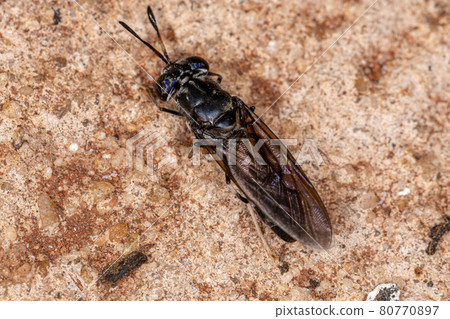 Black Soldier Fly 80770897
