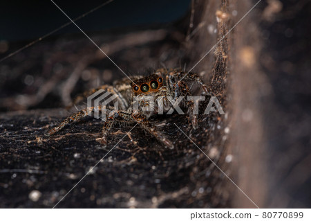 Adult Female Pantropical Jumping Spider 80770899