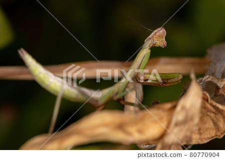 Small Mantid Nymph Small Mantid Nymph 80770904