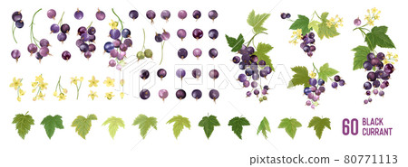 Black Currant Fruit watercolor element set. Isolated collection of berries, fruits, leaves on white 80771113