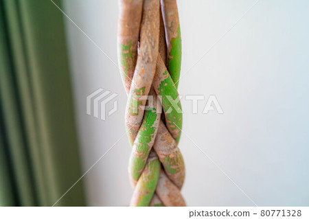 [Interior material] Ornamental plant Pachira [Nagano] 80771328