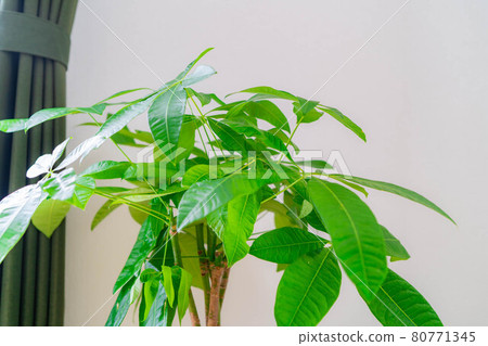 [Interior material] Ornamental plant Pachira [Nagano] 80771345