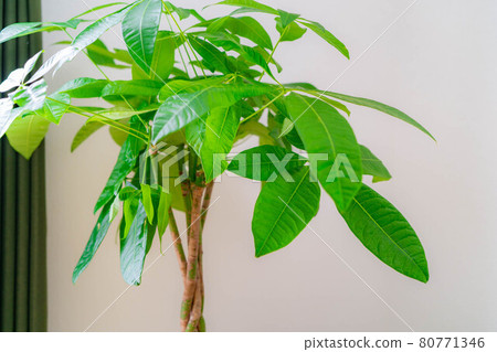 [Interior material] Ornamental plant Pachira [Nagano] 80771346