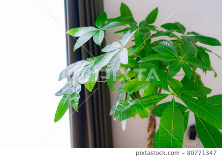 [室內材料] 觀賞植物 Pachira [長野] 80771347