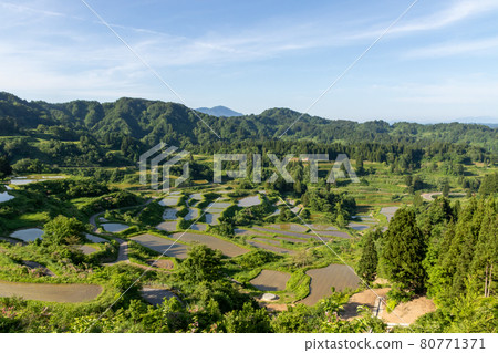 新星縣星通的稻田 新星縣星通的稻田 80771371
