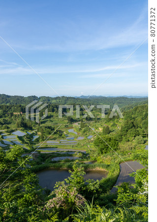 Rice paddy in the Star Pass Niigata Prefecture 80771372
