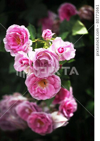 玫瑰，深薰衣草色，半重瓣花 80771661