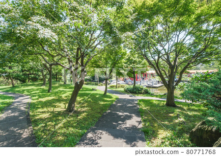 Park scenery, lush Chinese garden, Shinshuen Garden, Kawasaki City, Kanagawa Prefecture 80771768