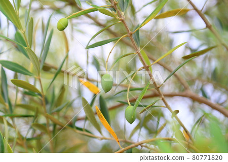Olive fruit 80771820