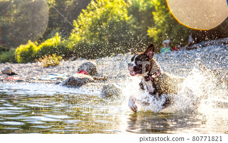 Playful and Funny Boxer Dog swimming in the water 80771821