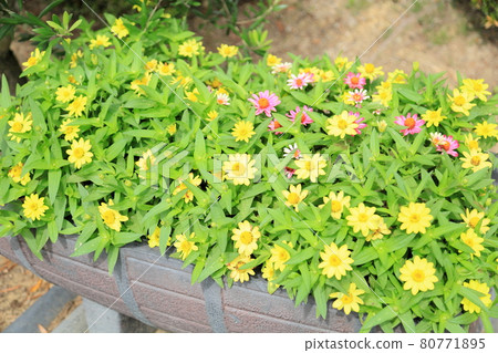 百日草花 百日草花 80771895