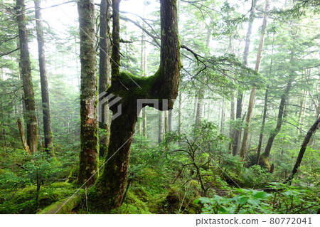 Primitive forest with moss and trees Primitive forest with moss and trees 80772041