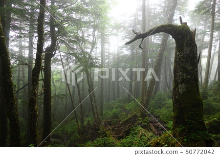A fantastic virgin forest filled with haze A fantastic virgin forest filled with haze 80772042